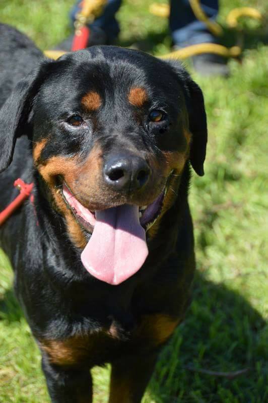 Rottweiler Rescue Ranch | Jackson TN