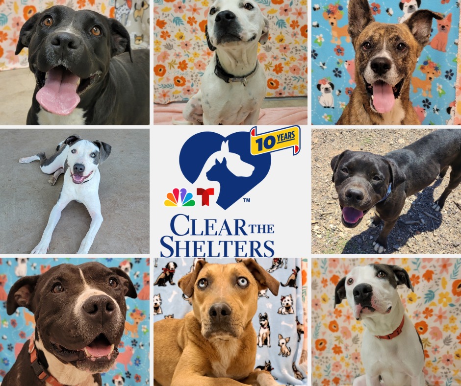 Alpine - We are celebrating the 10th annual Clear the Shelters ...