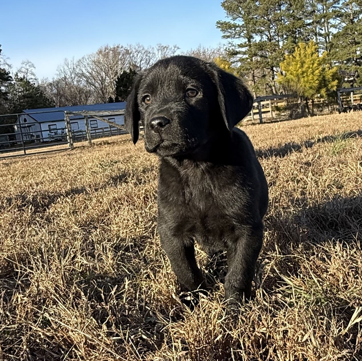 Meet Peanut! I... - Blue Ridge Lane Labrador Retrievers | Facebook