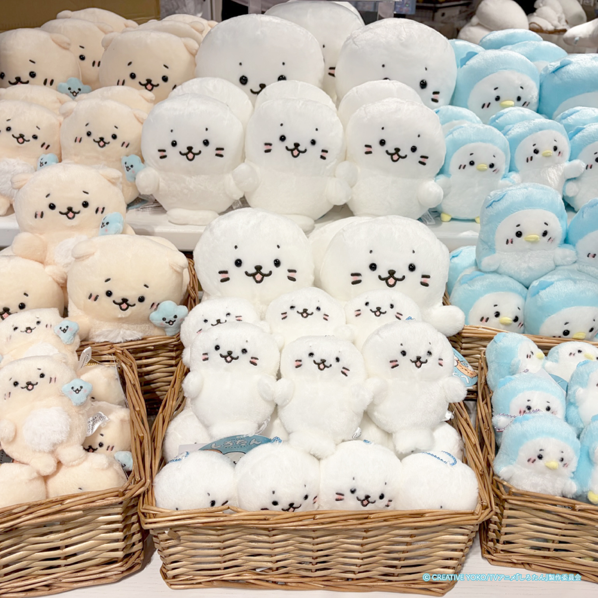 🌙本日 実店舗全店でスタート🌙 しろたん ひんやりホラーナイトくじ