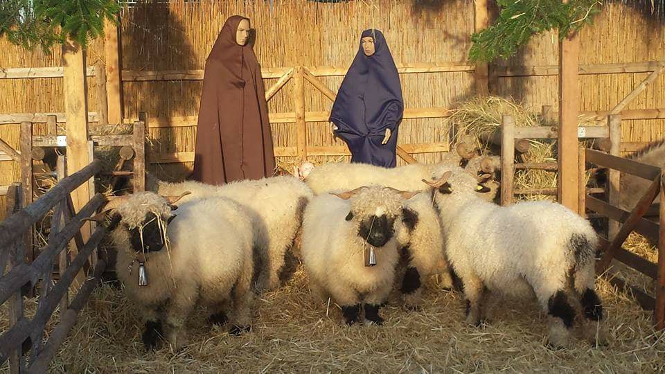 What is unusual... - Teton Valais Blacknose Sheep Company | Facebook