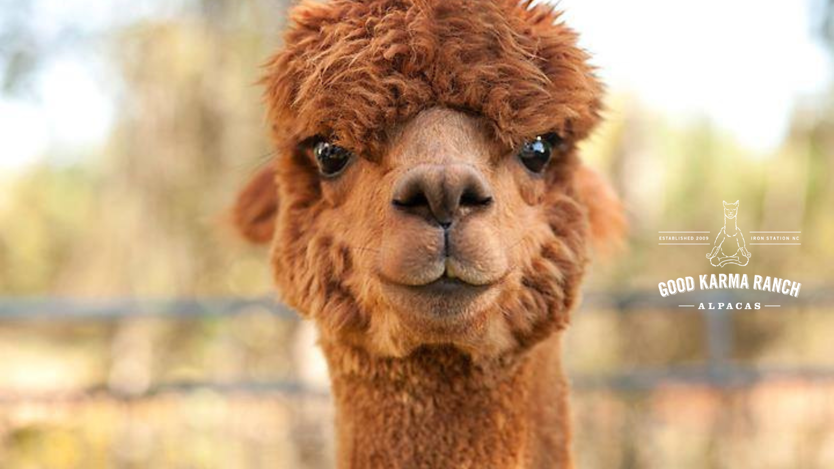 Good Karma Ranch Alpacas | Iron Station NC