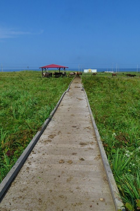 北方原生花園ではポニーが木道にした糞の掃除も行 Nemuro Field Note 旧 根室市地域おこし協力隊 Facebook