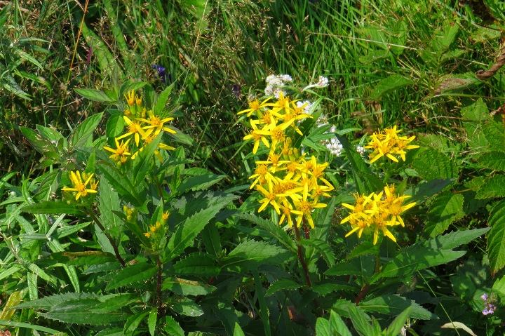 北方原生花園ではポニーが木道にした糞の掃除も行 Nemuro Field Note 旧 根室市地域おこし協力隊 Facebook