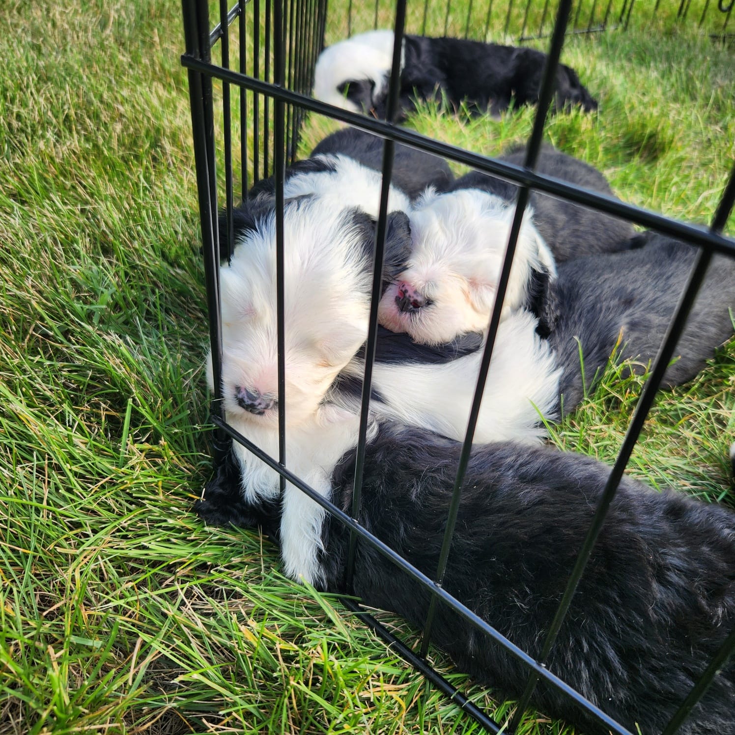 Rescue Sheepadoodle puppies for adoption or for rehoming fee only ...