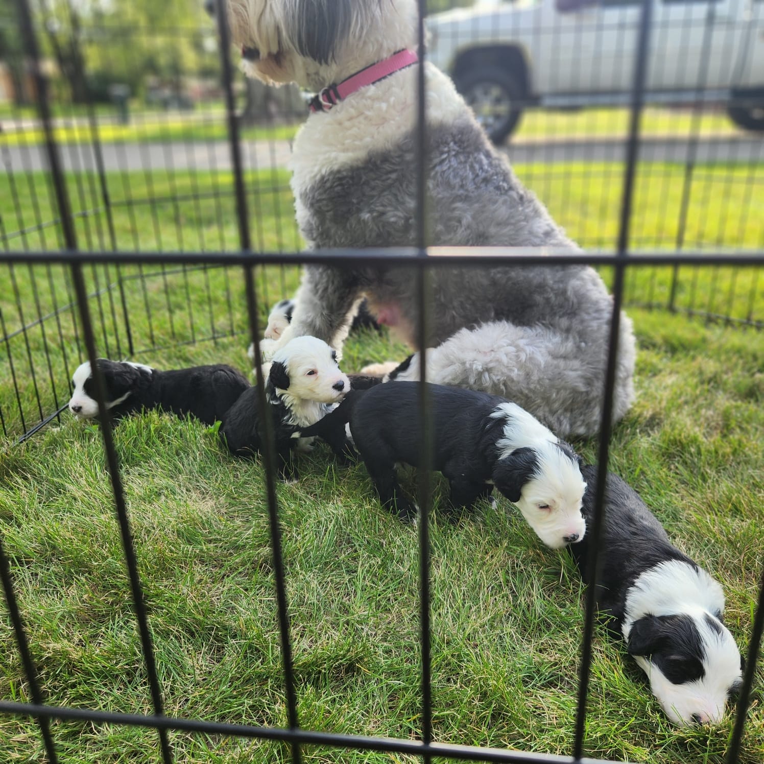 Rescue Sheepadoodle puppies for adoption or for rehoming fee only ...