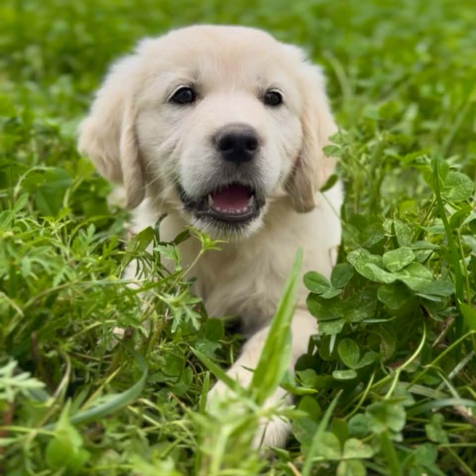It’s a ruff life being a... - Infinity Goldens and Doodles | Facebook