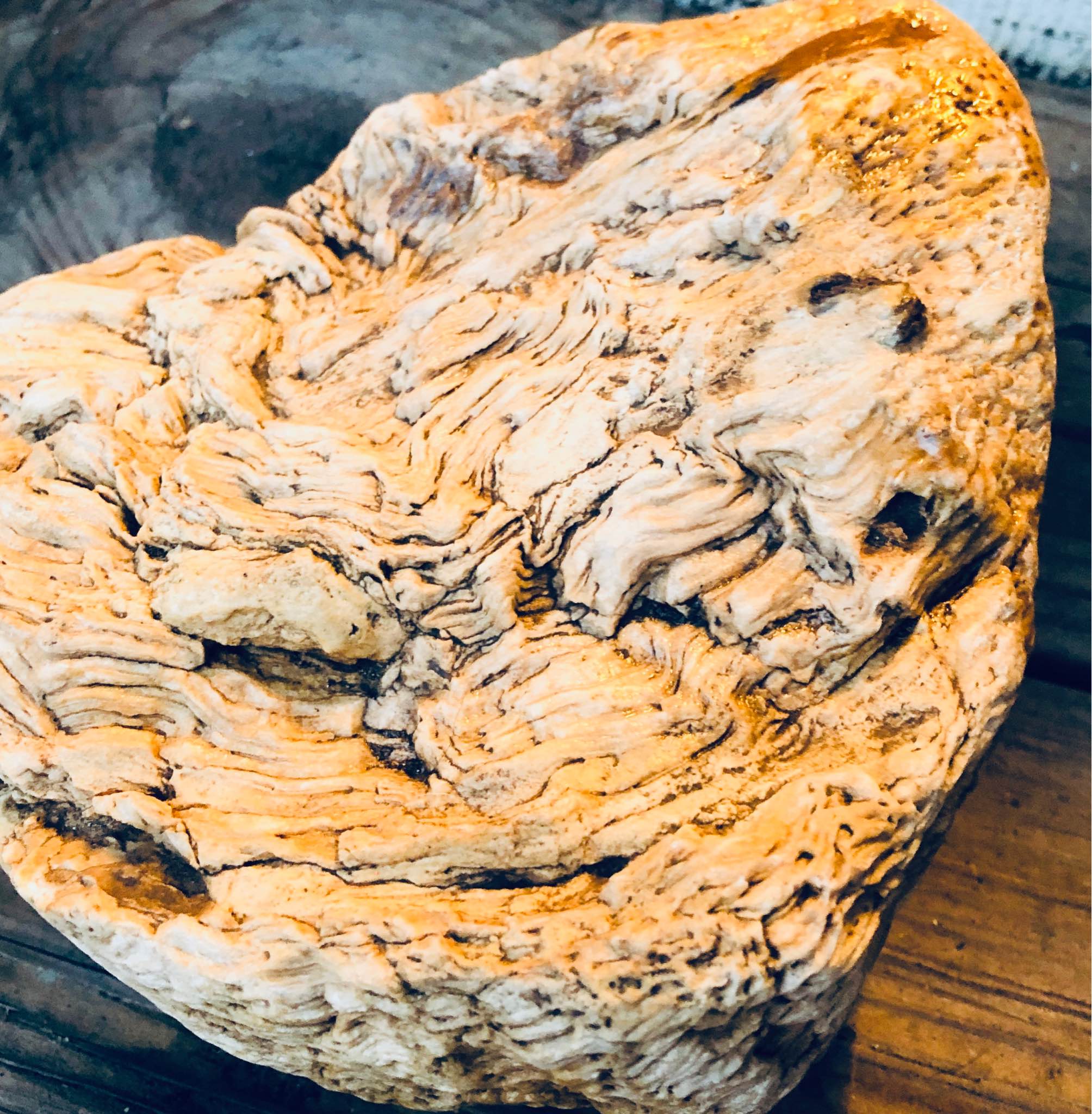 This is a rare, large-scale petrified root stock specimen. - Rocks ...