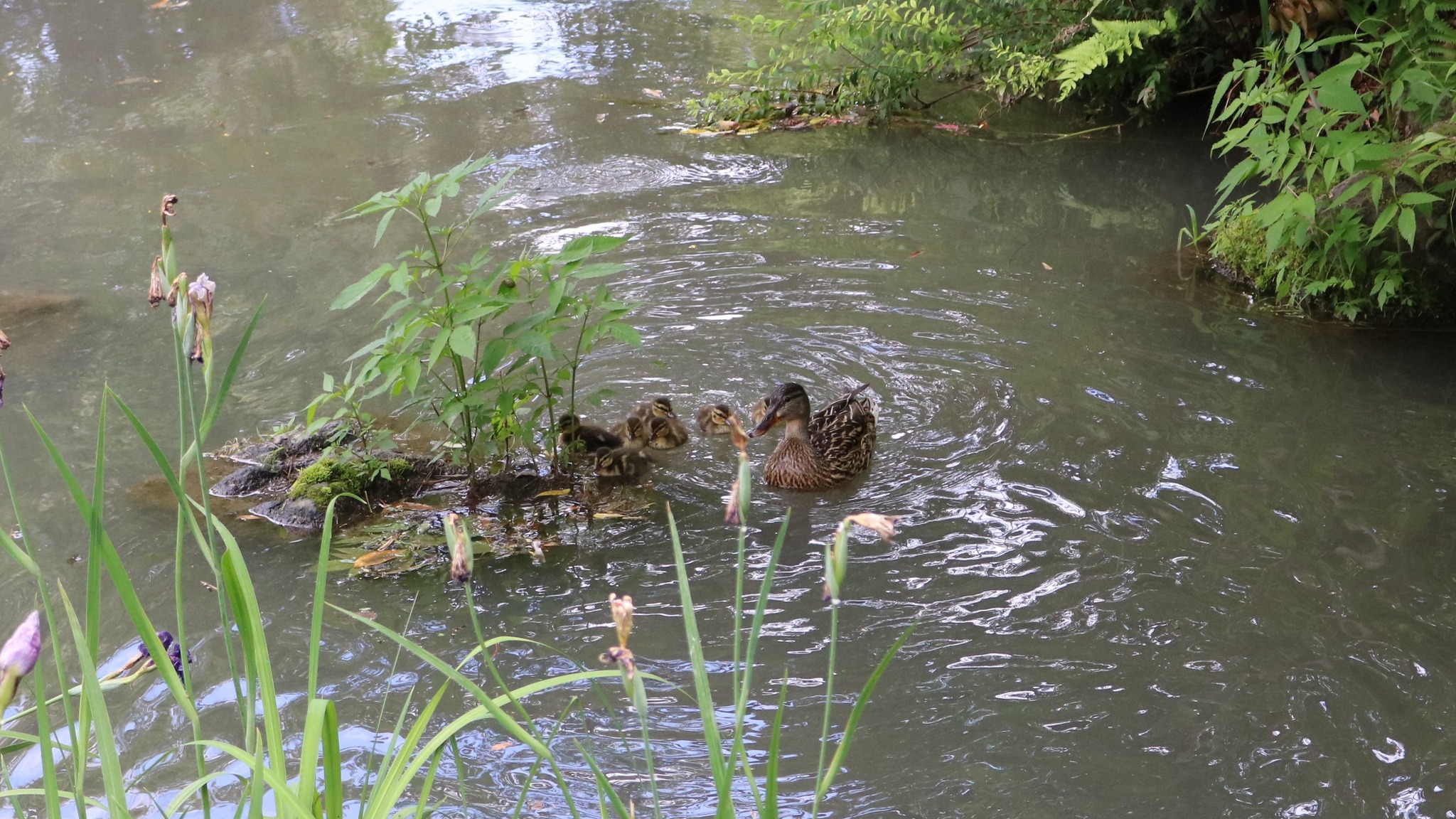 芸術の森公園】 芸術の森公園に、カモの親子がやってきました