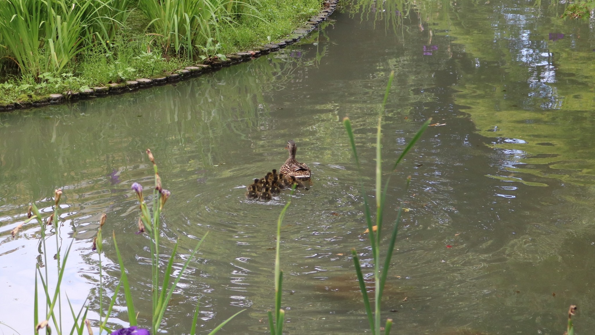 芸術の森公園】 芸術の森公園に、カモの親子がやってきました