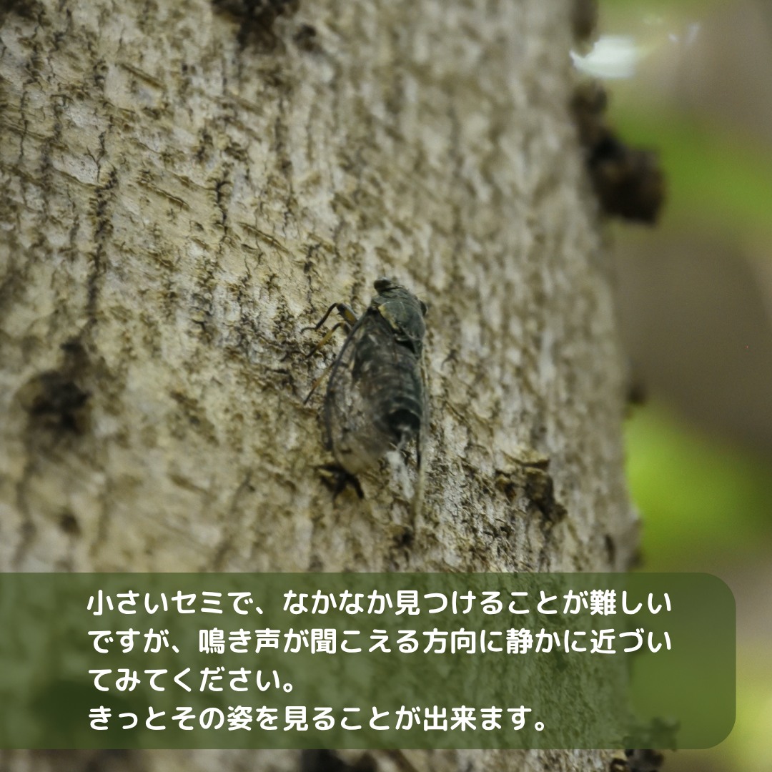 ふれあいの森 生き物紹介/ シマヘビ（#japanesestripedsnake ） 世界に