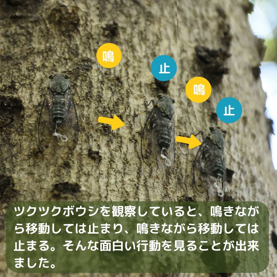 ふれあいの森 生き物紹介/ シマヘビ（#japanesestripedsnake ） 世界に