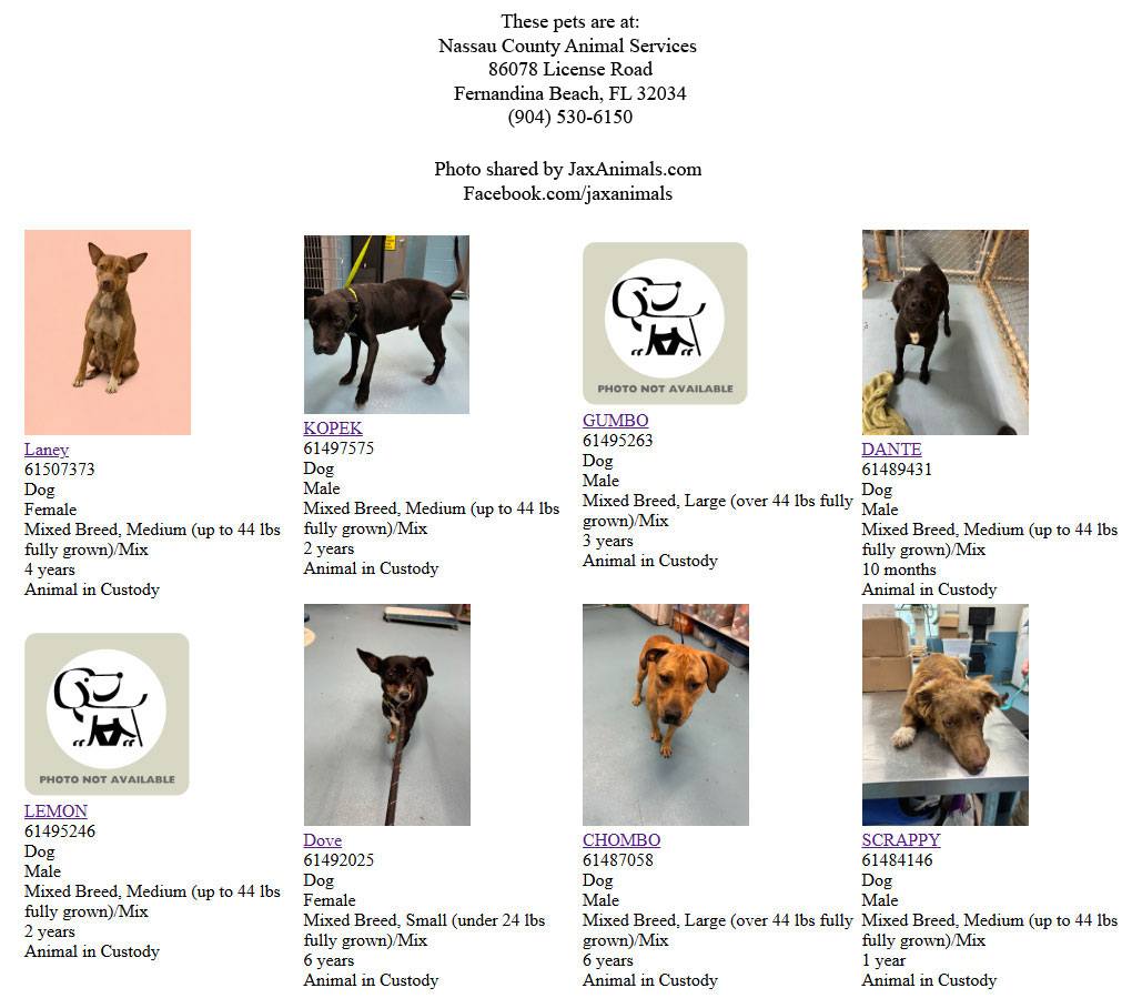 Lost - Some Recent Found and Stray Pets at Nassau County Animal