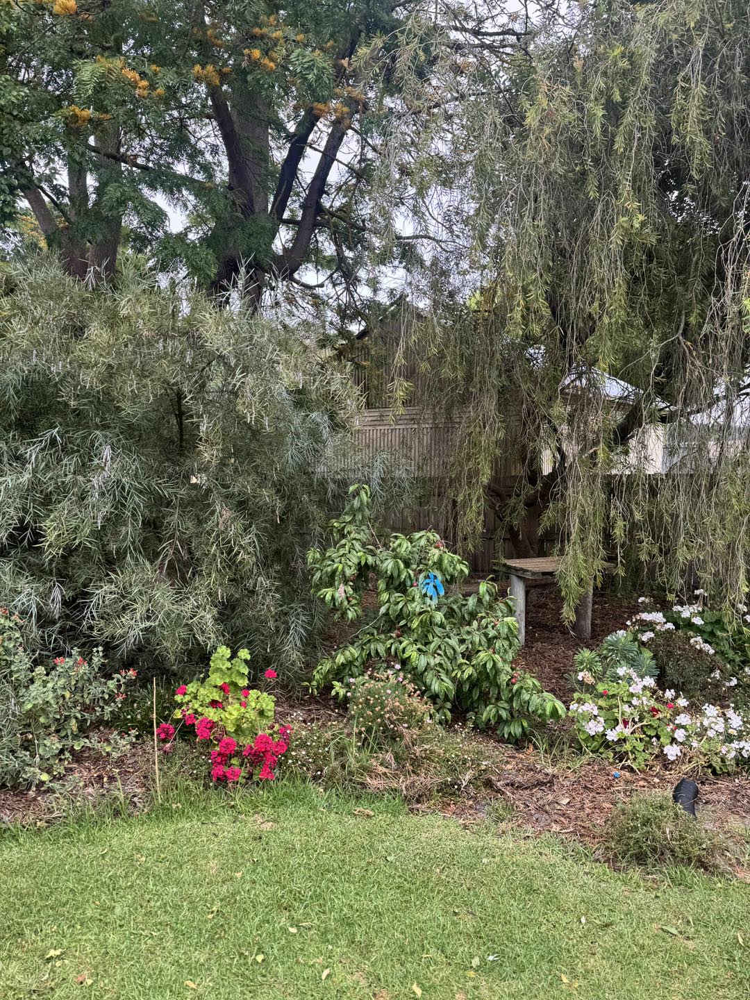 EDI Tree Services | Mount Gambier SA