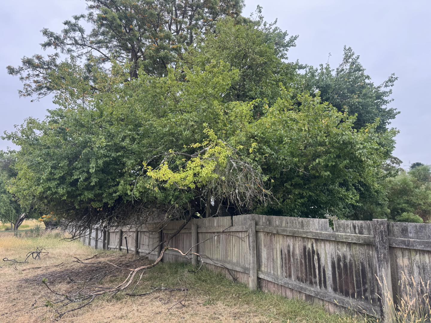 EDI Tree Services | Mount Gambier SA