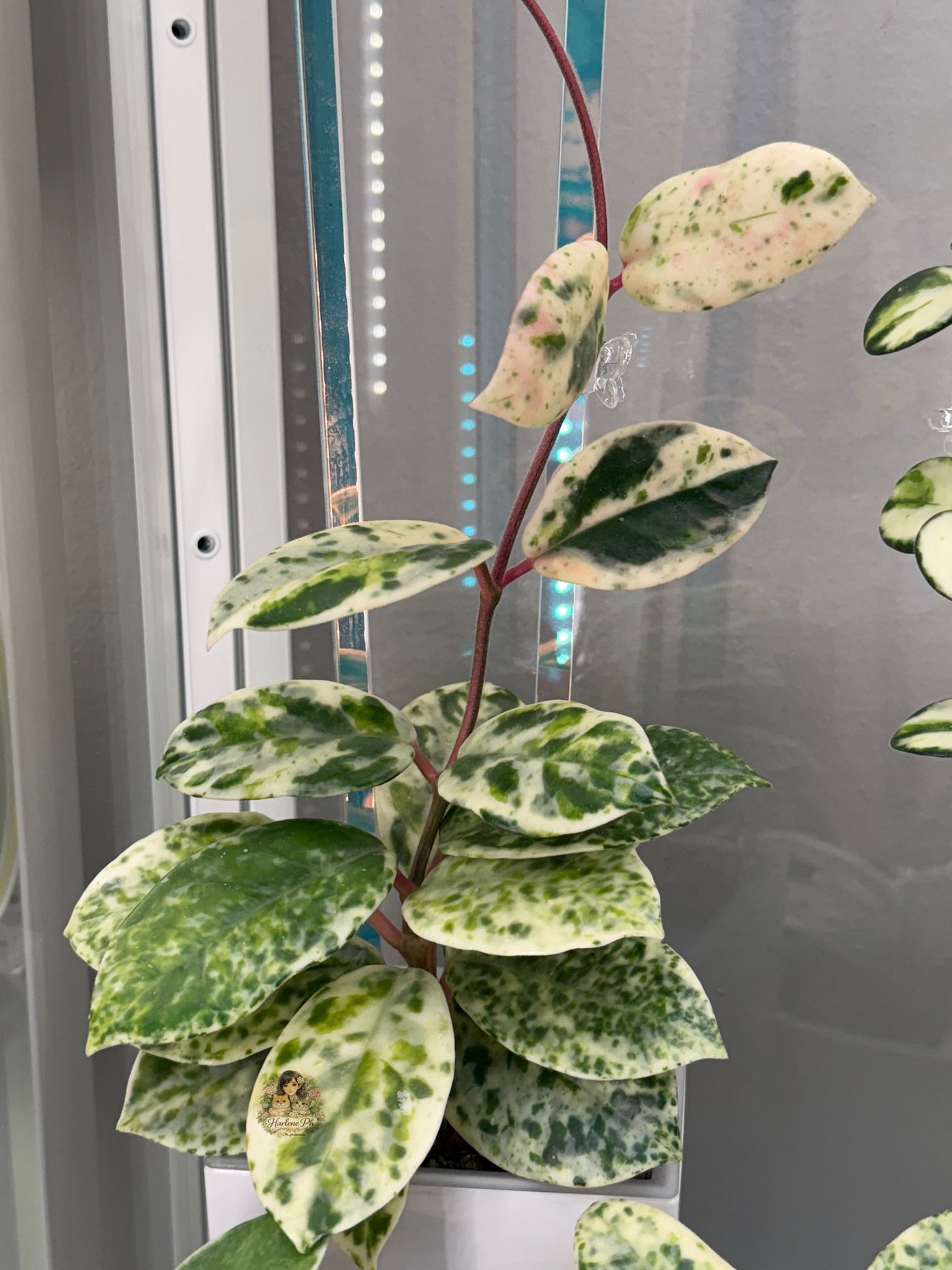 My favorite Hoya Madara Snow Angel plant