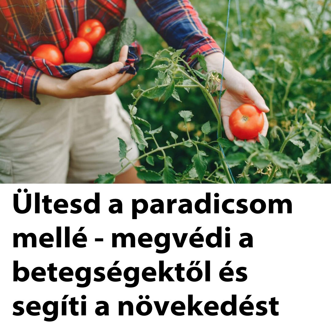 Kedvencoldalam.hu - A paradicsomtermesztés sok magyar kertész számára ...