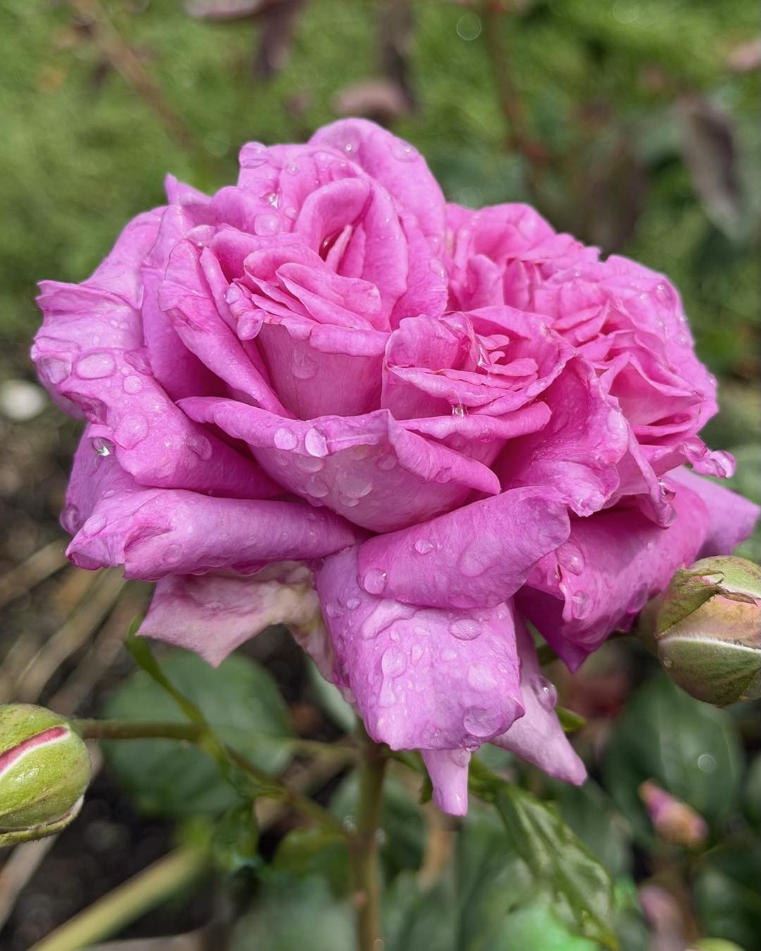 ( ′～‵)ŧ‹”ŧ‹”ŧ‹”ŧ‹” 薔薇紫　240×90 120×160 Bred by Delbard in France, 1996, 'Chartreuse de Parme' (with the