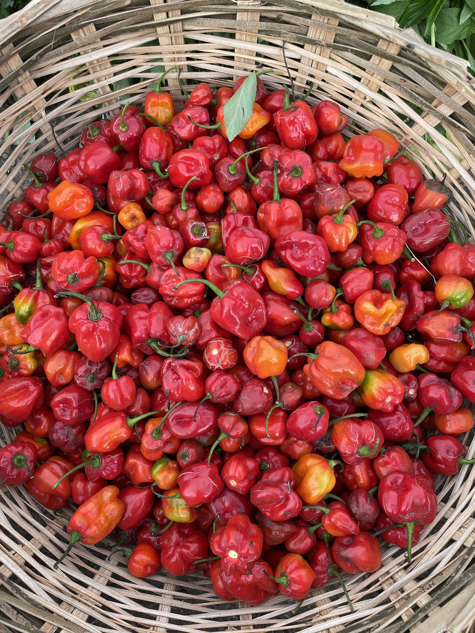 🌶️ Why Ata Rodo (Habanero) Is a... - ForthWorth Farms | Facebook