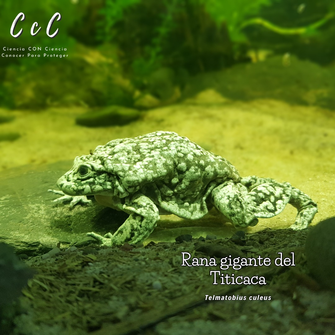 Ciencia - La rana Gigante del Titicaca, es una especie de rana de ...