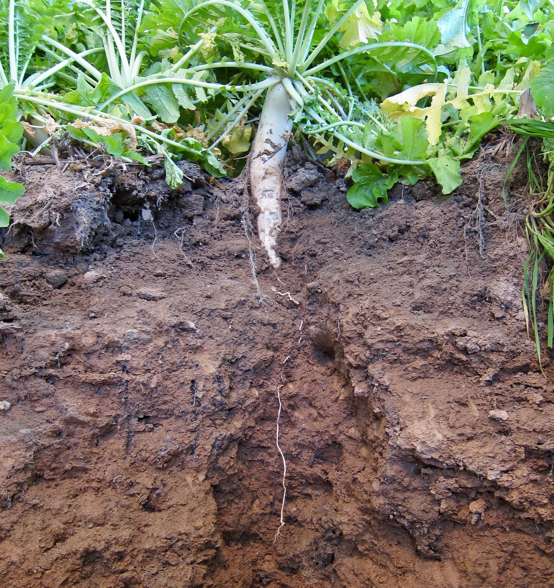 Green - Radishes are some of the most popular cover crops and for good ...