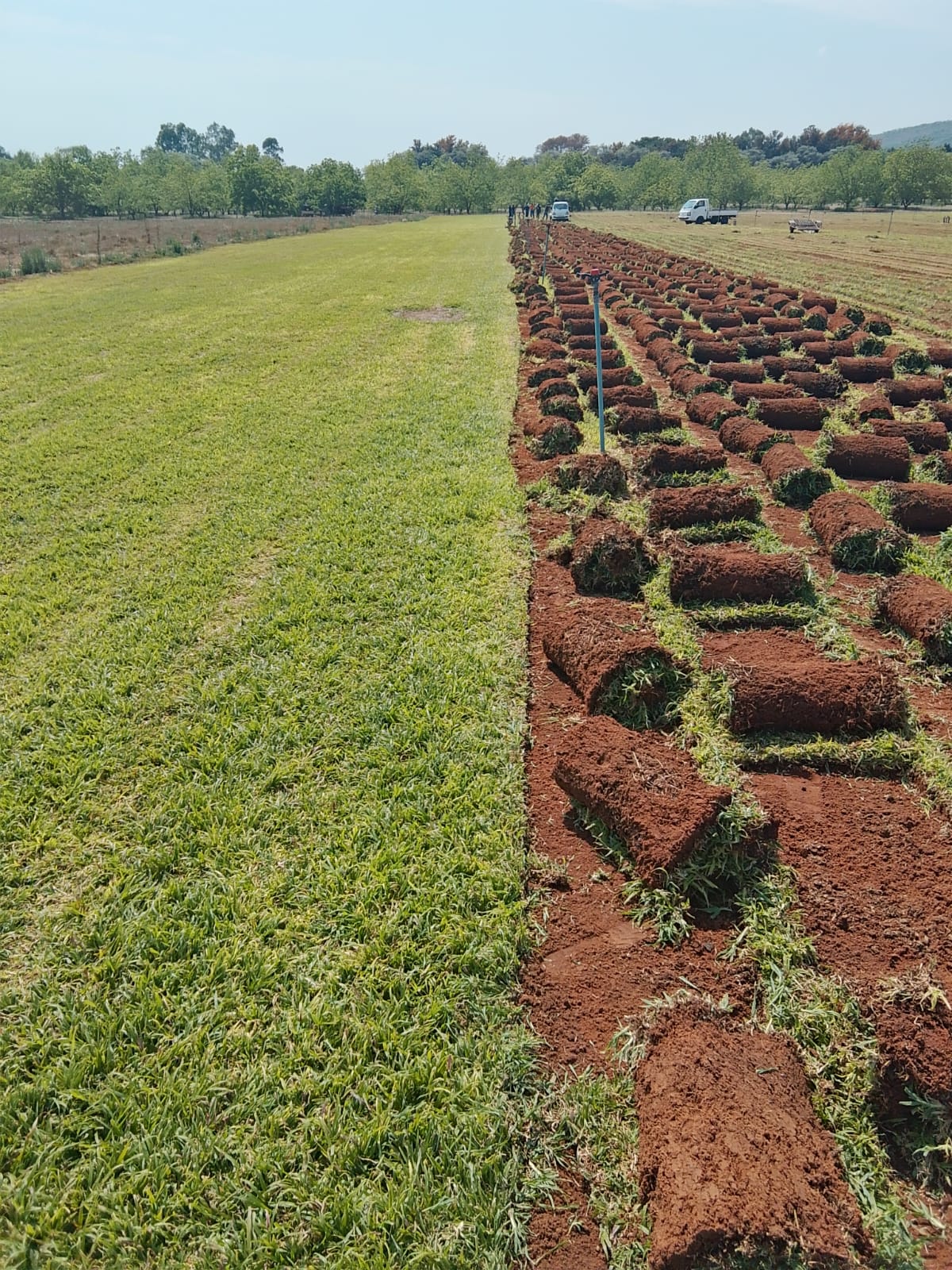 TPD Gardens and Instant Lawns | Roodepoort