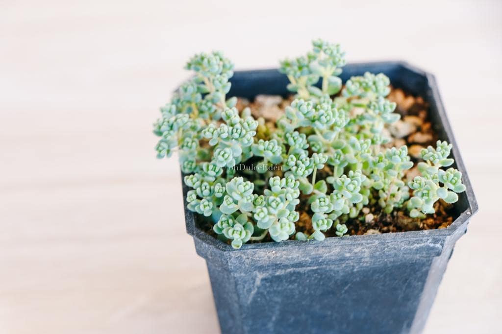 ohdulceeden - -Sedum dasyphyllum/Arrocetas/Rococo. 🗿💙 •Es... | Facebook