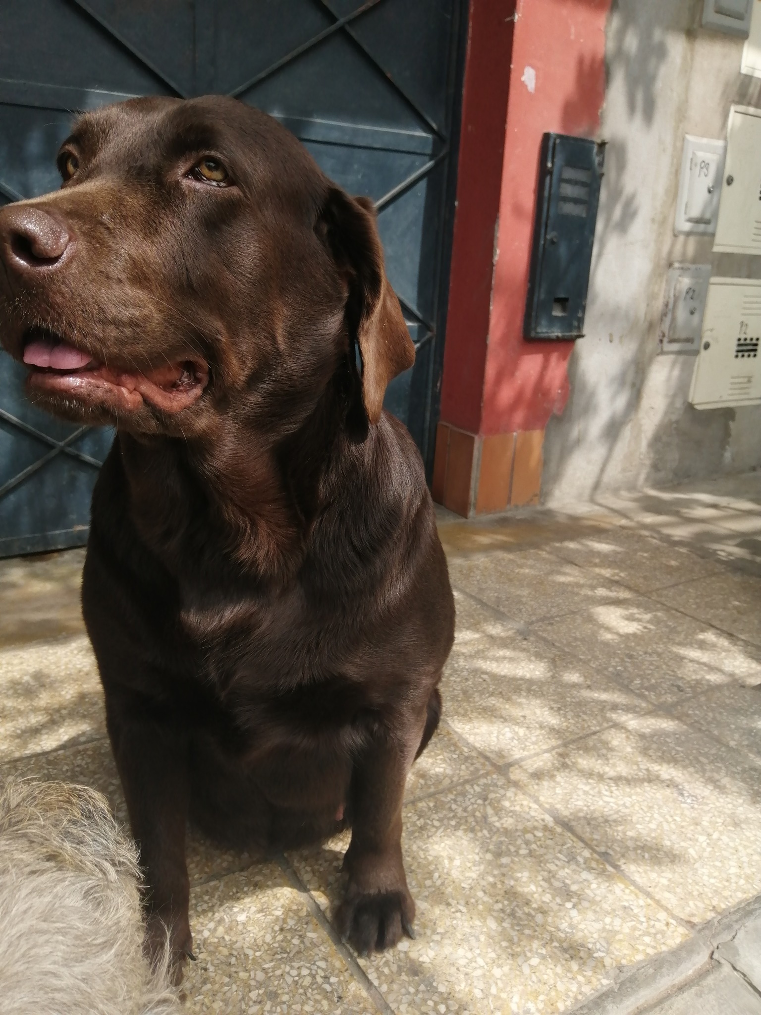 🇵🇪LABRADOR CHOCOLATE PERU🇵🇪🐶🐾 (costa,sierra,selva)🇵🇪 🐕 | ## 🐶 ...