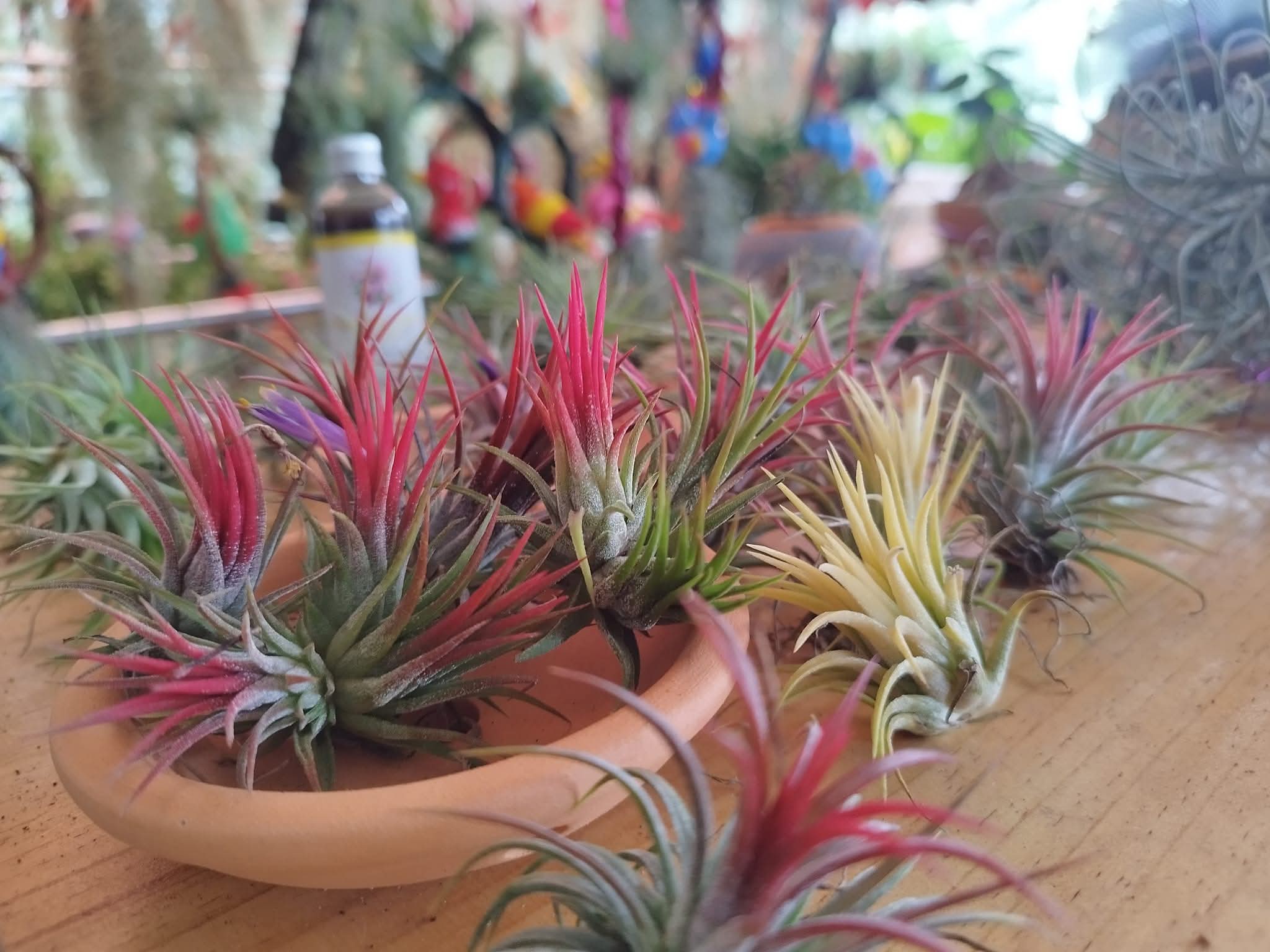 monkey ionantha Tillandsia tail フラワー・ガーデニング RFI