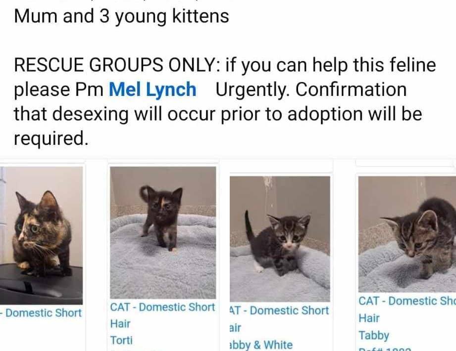 Bush Cat Rescue - These cats are all facing Euthanasia any... | Facebook