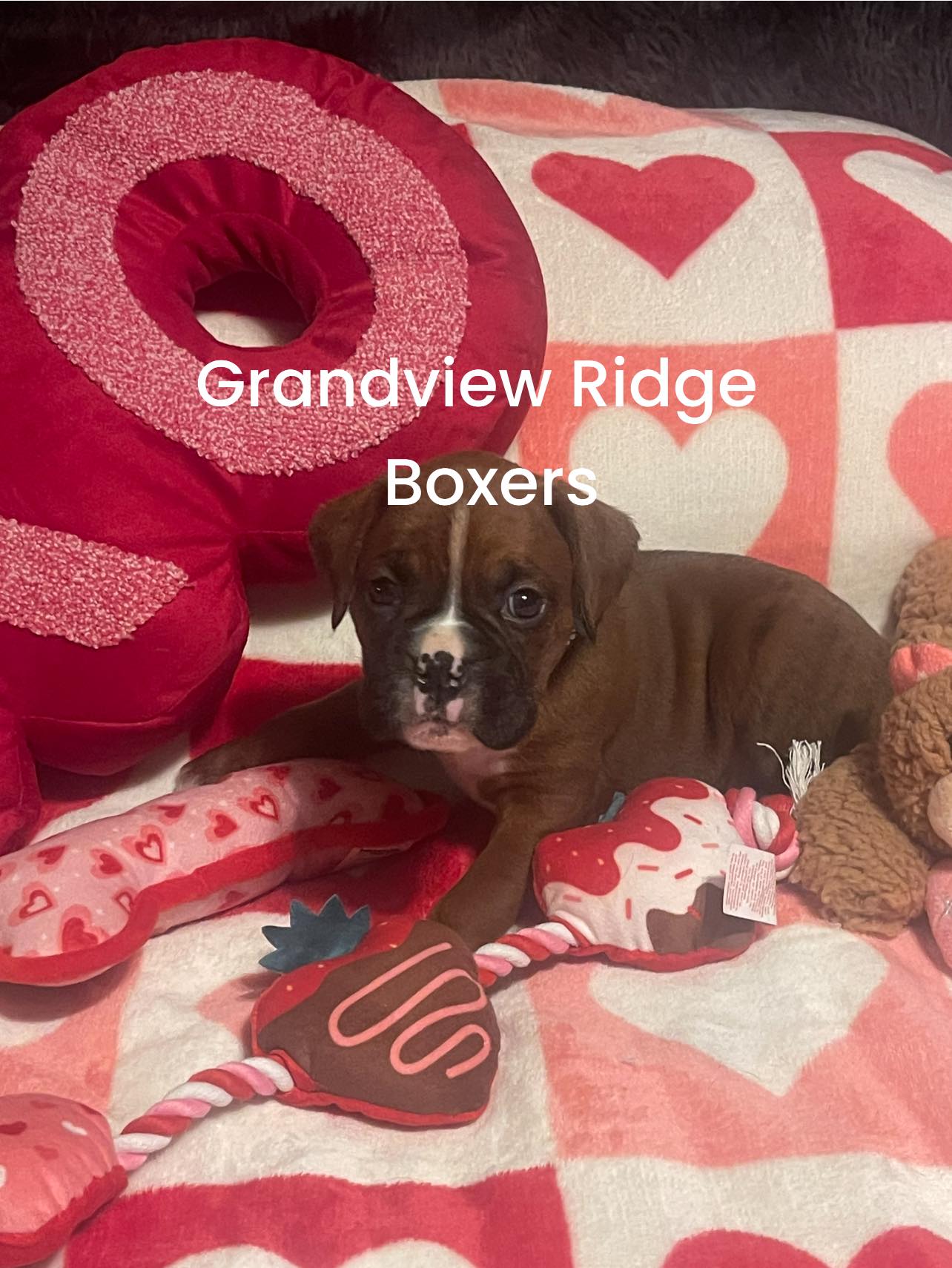 Grandview - Pup 2 green NOT AVAILABLE male | Facebook