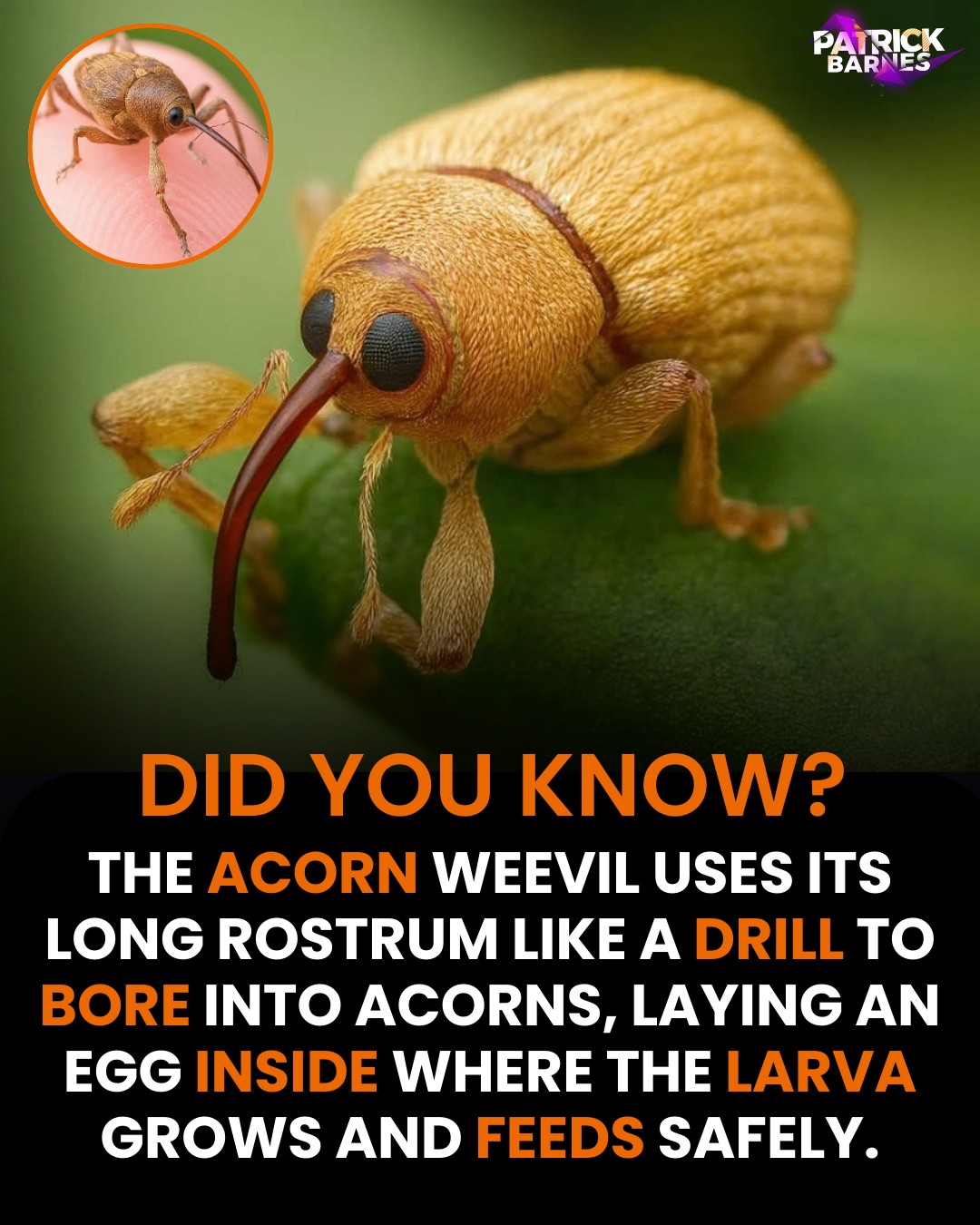 Patrick Barnes - 🔥 This is the ACORN WEEVIL — The Insect... | Facebook