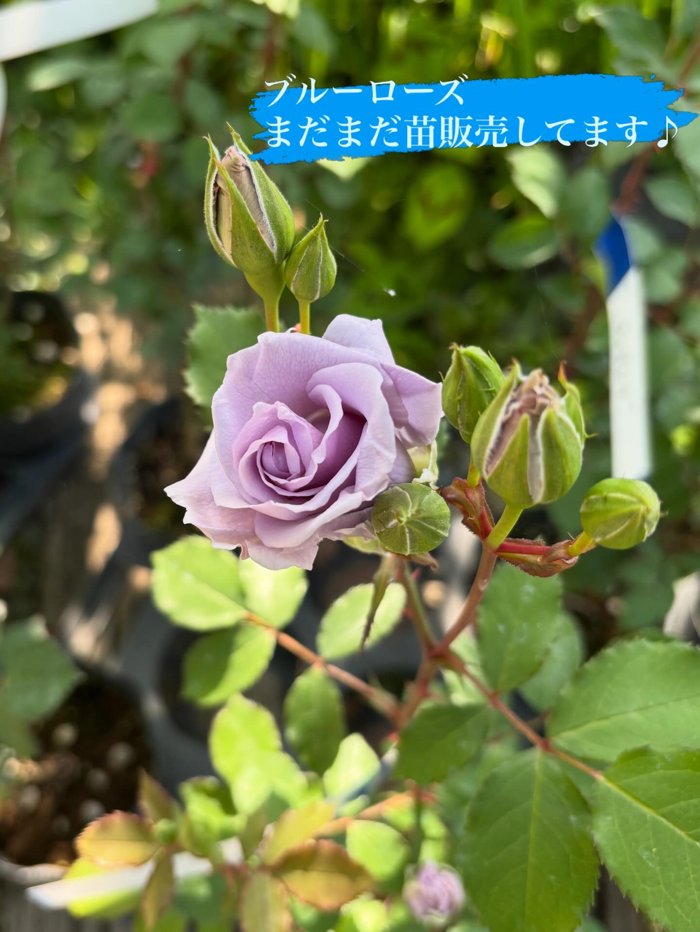 販売時期終わってからもお問合せ頂きますので、改めてご案内