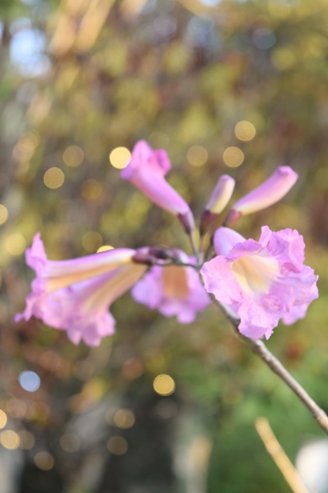 見頃の花たち ／ #ピンクイペー が見頃です✨ 今年はとてもたくさん