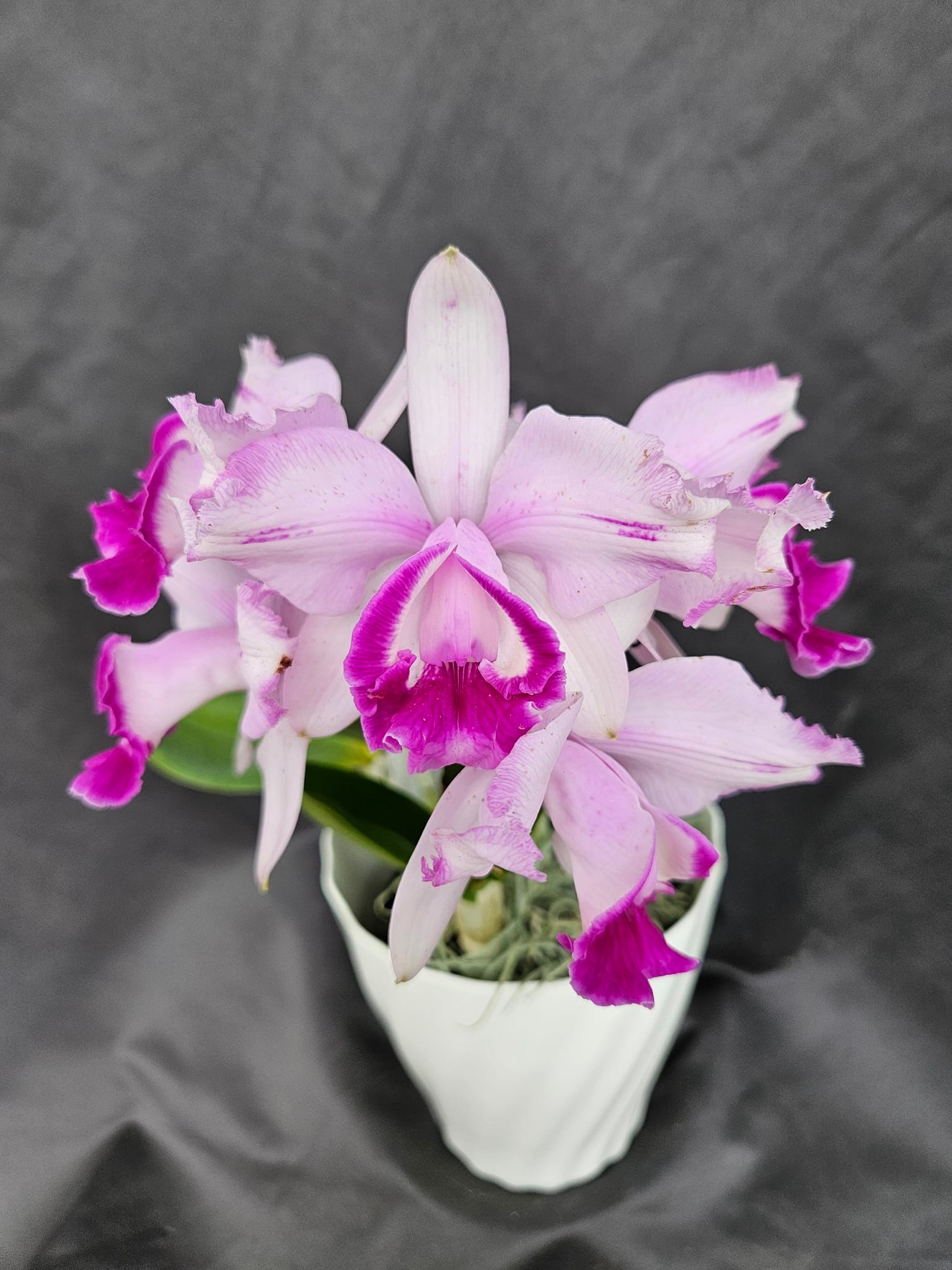 鉢植え 原種洋蘭 洋蘭 原種カトレア カトレア Cattleya intermedia f