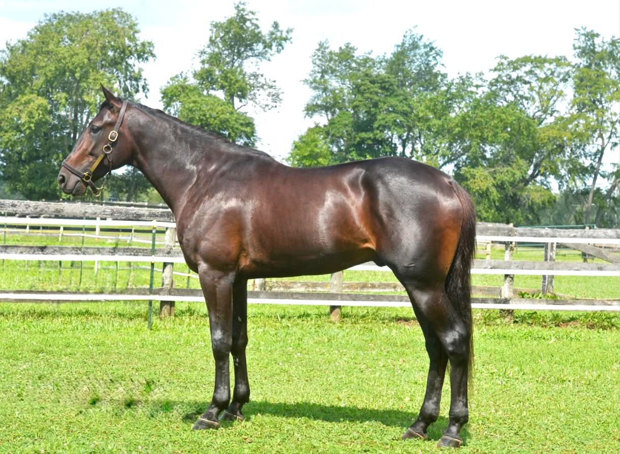 メル 💚🌟JIMDOUGIE ARMITAGE 🌟💚 ——Profile 2-Year-Old Trotting Colt