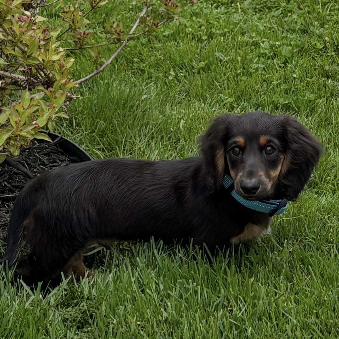 Mr. Kleiner once again graduated from class. What a good boy! Petey is ...