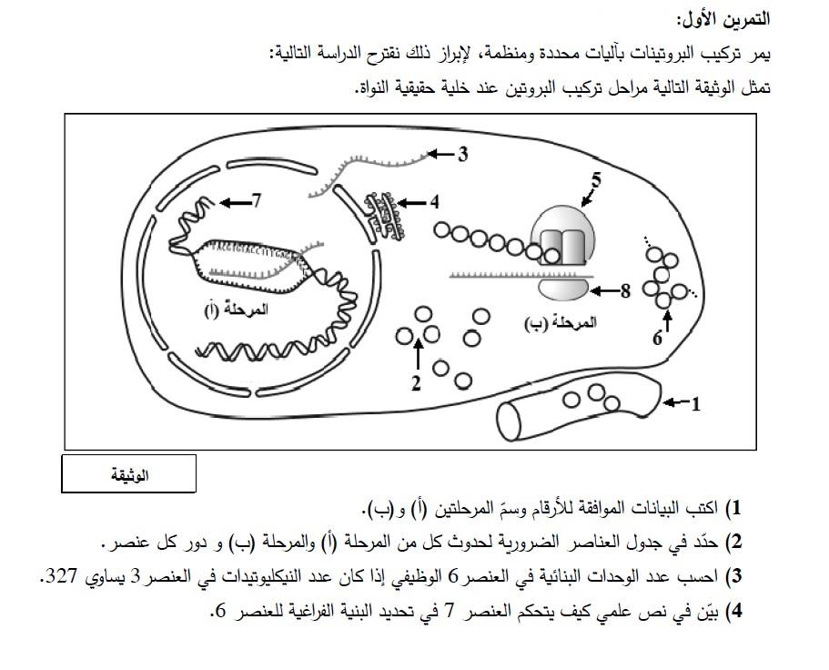 تمارين الوحدة الأولى تركيب البروتين بالحل كما وردت في بكالوريا 2017 شعبة صفحــة علــوم الطبيعــة والحيـاة للتعليم الثانوي للأستاذ المـــكي زكـــــور فيسبوك