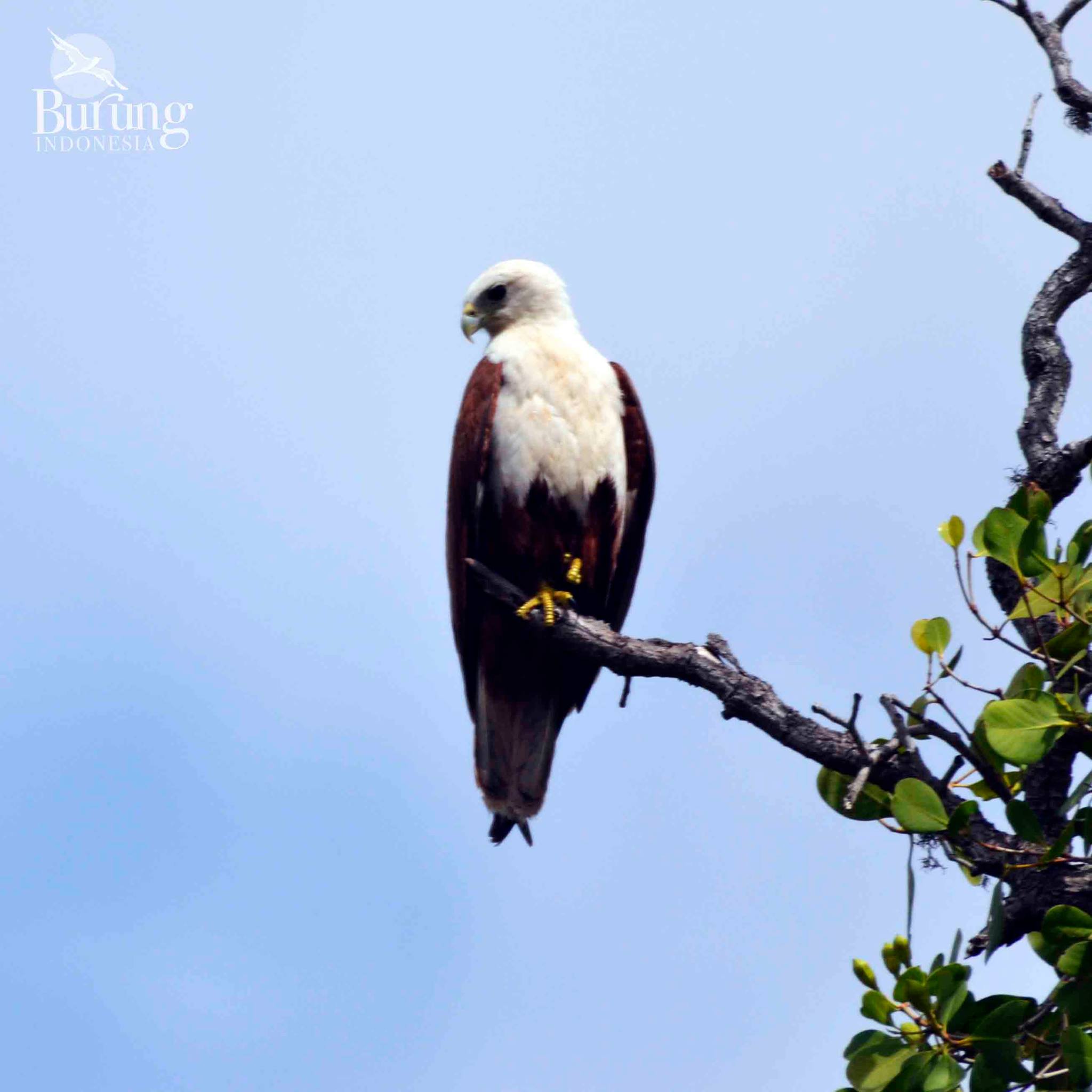 Burung Indonesia - Raptor merupakan salah satu jenis burung yang ...