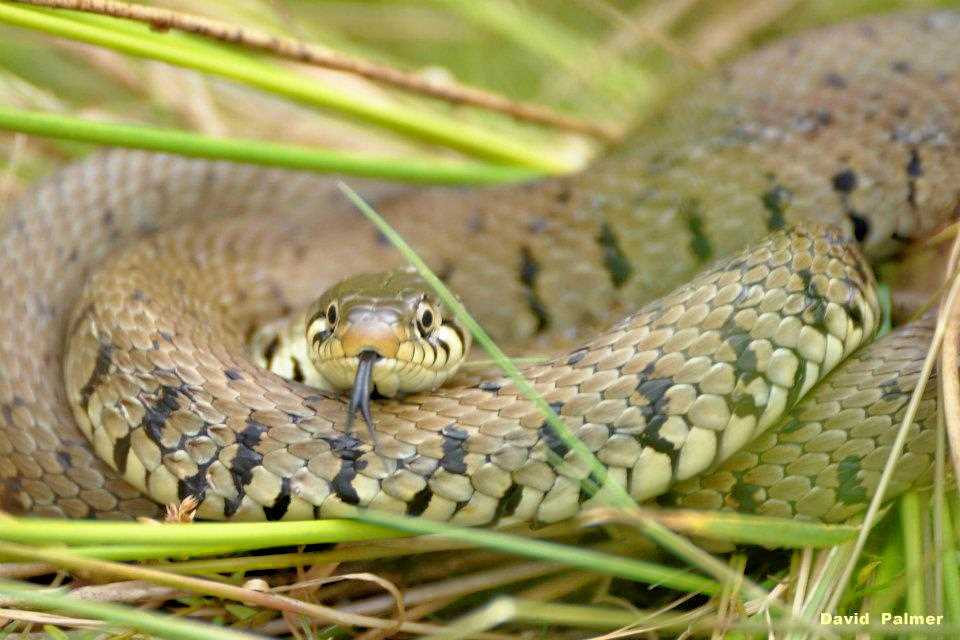 The grass snake is the... - The Forest of Dean Picture Book | Facebook