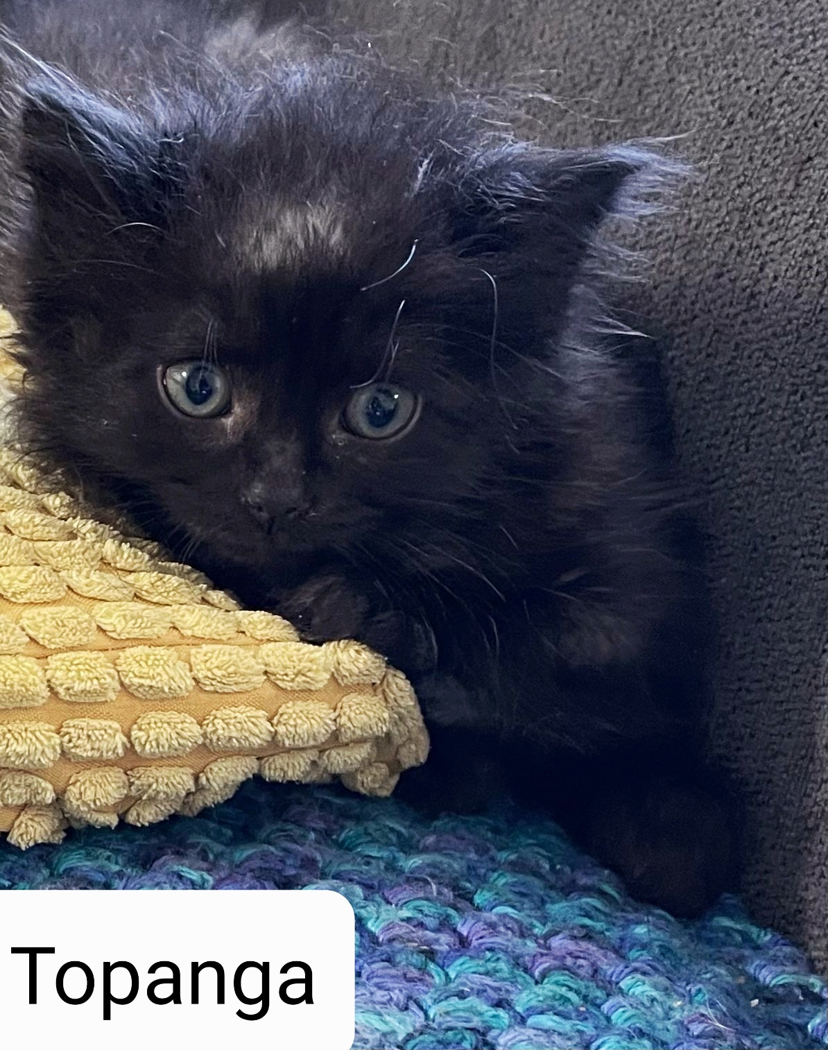 **ADOPTED** 🥰 MEET... - Toronto Cat Rescue - Waterloo Region