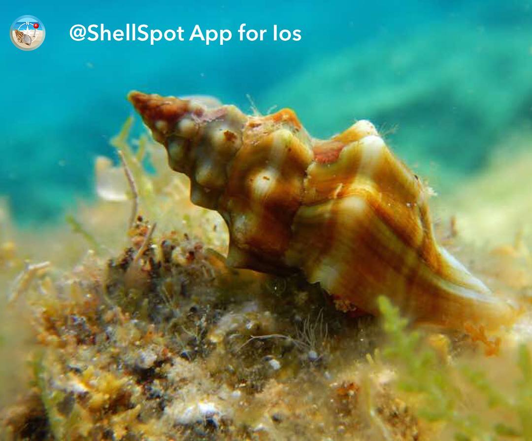 ShellSpot