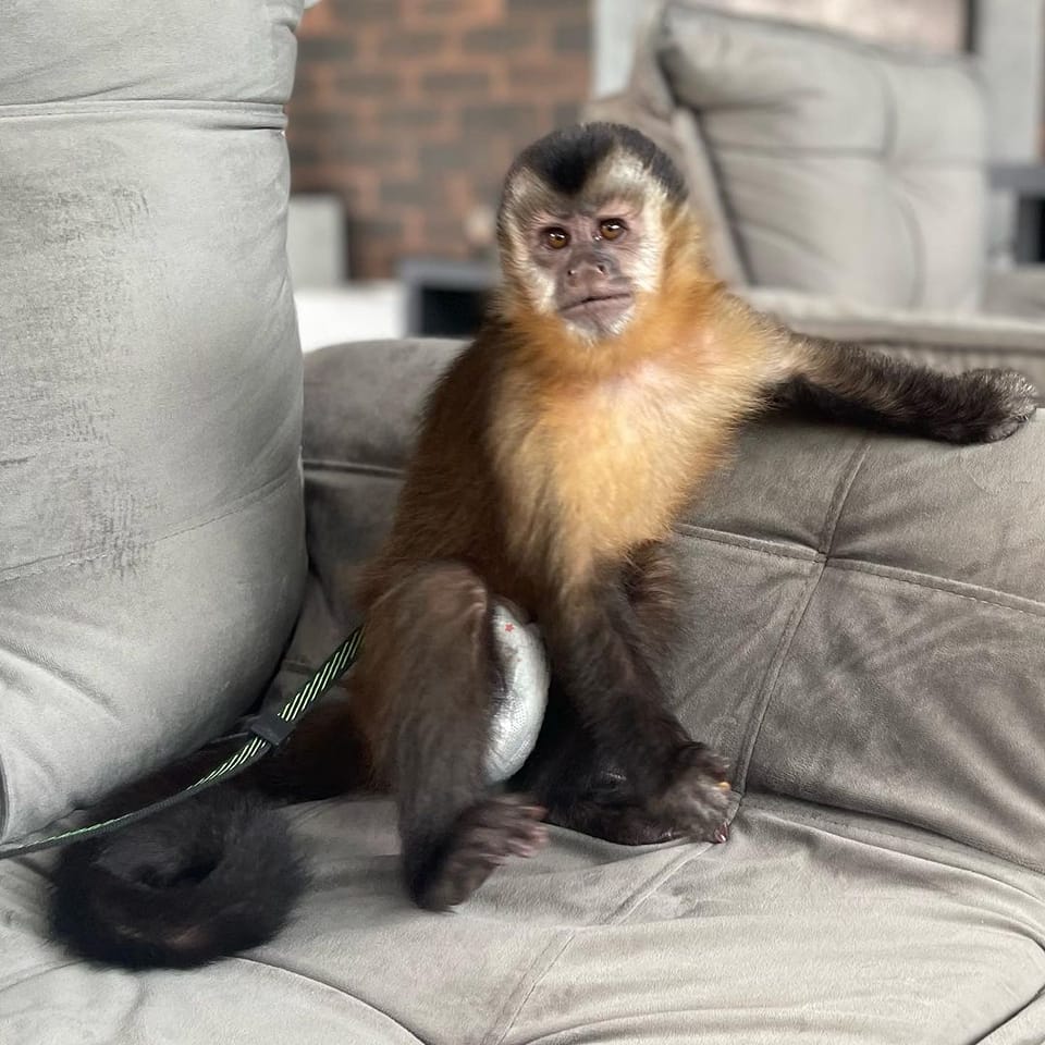 Capuchin monkeys for Adoption