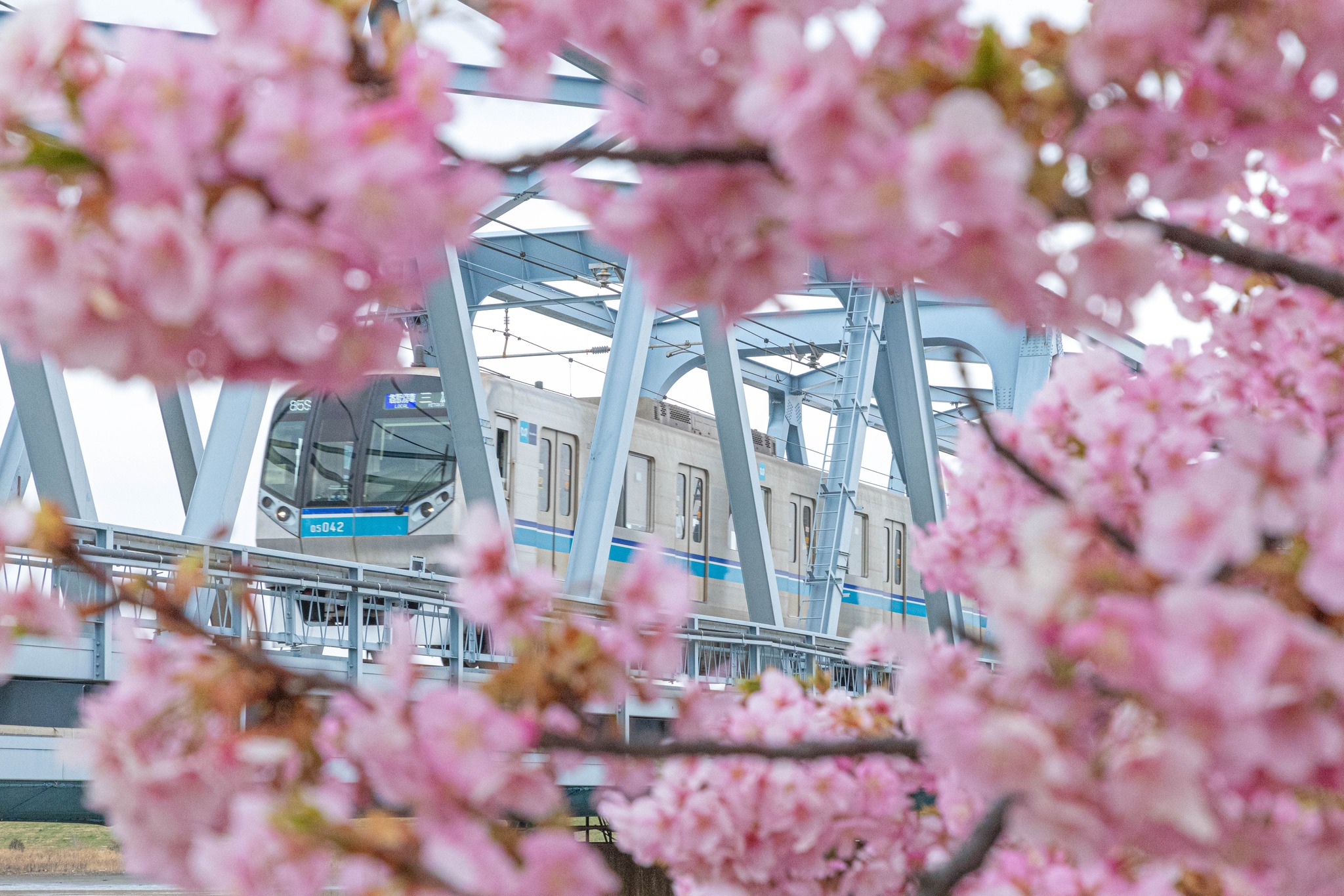 🌸.•*¨*•🌸.•*¨*•🌸 江戸川河川敷が 見頃です