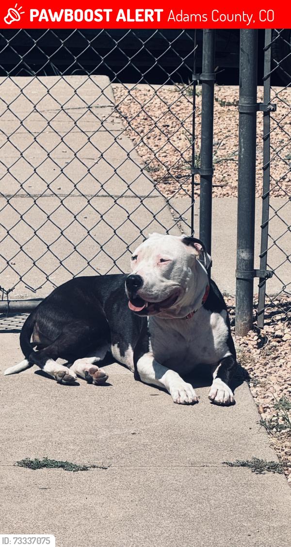 Lost dog Luna in Adams County CO
