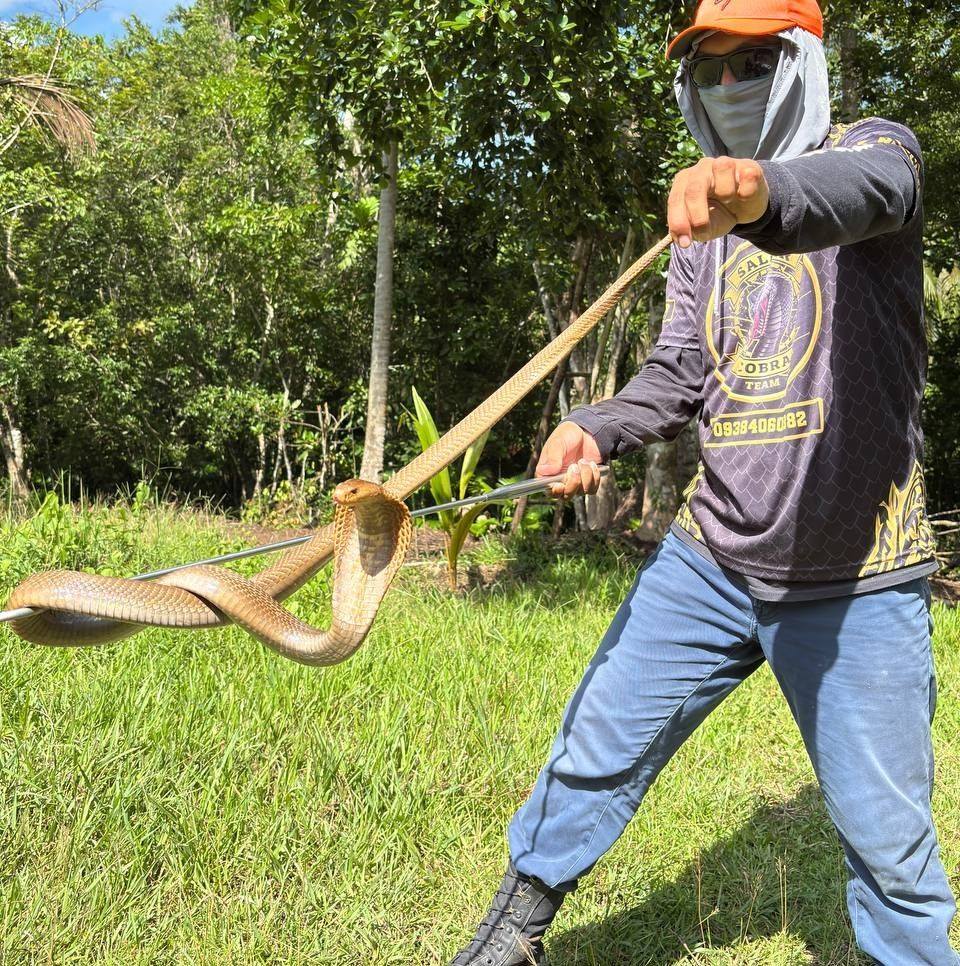 Not a threat, but a protector — this non-venomous Luzon Rat Snake was ...