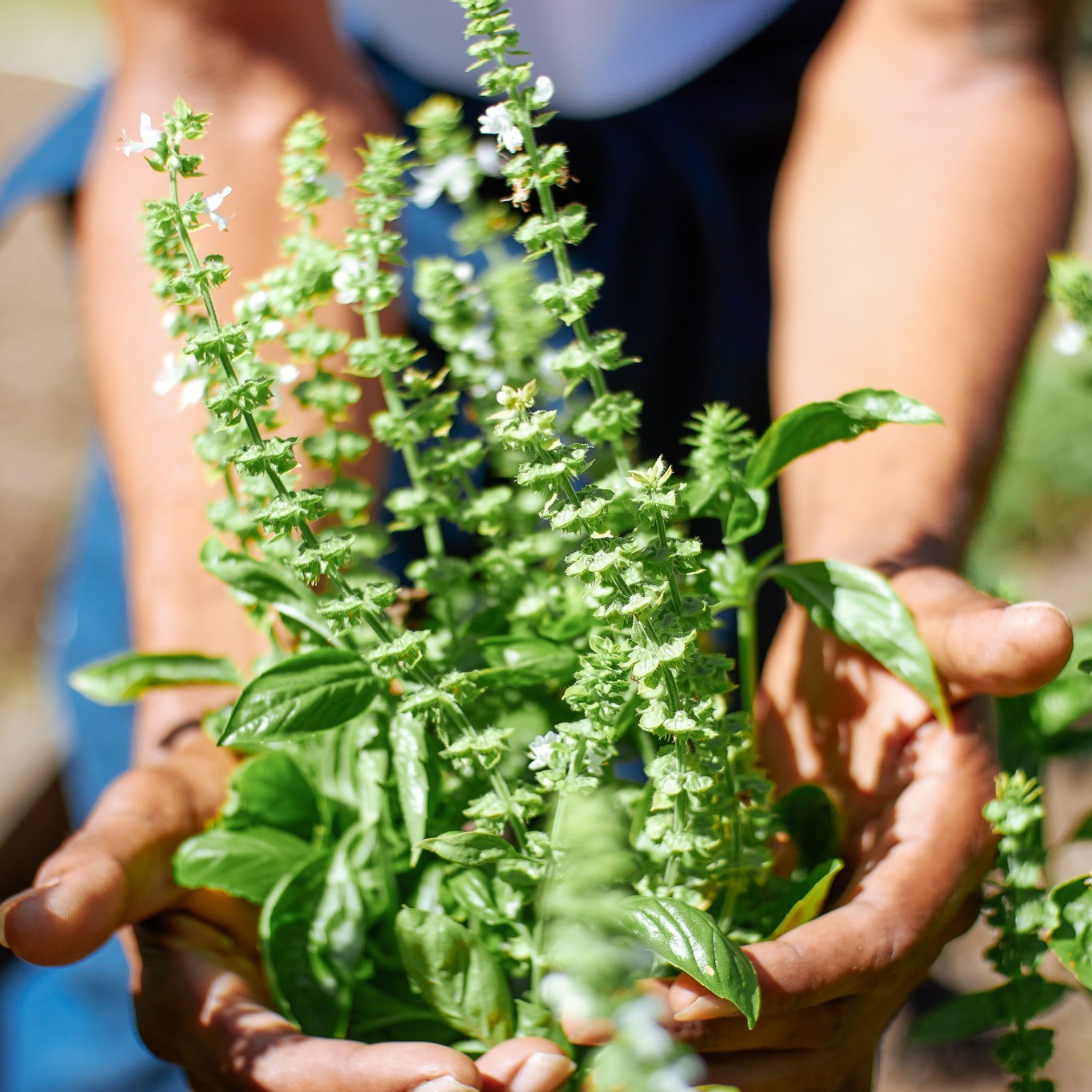 Bel - Fresh herbs and spices are the base of most of our meals! These ...