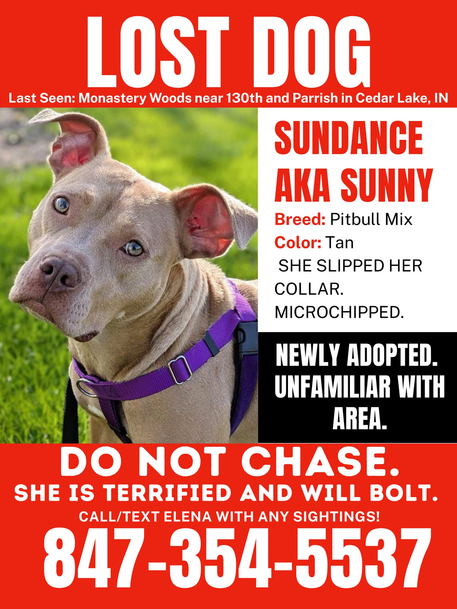 Lost shy dog in Cedar Lake IN