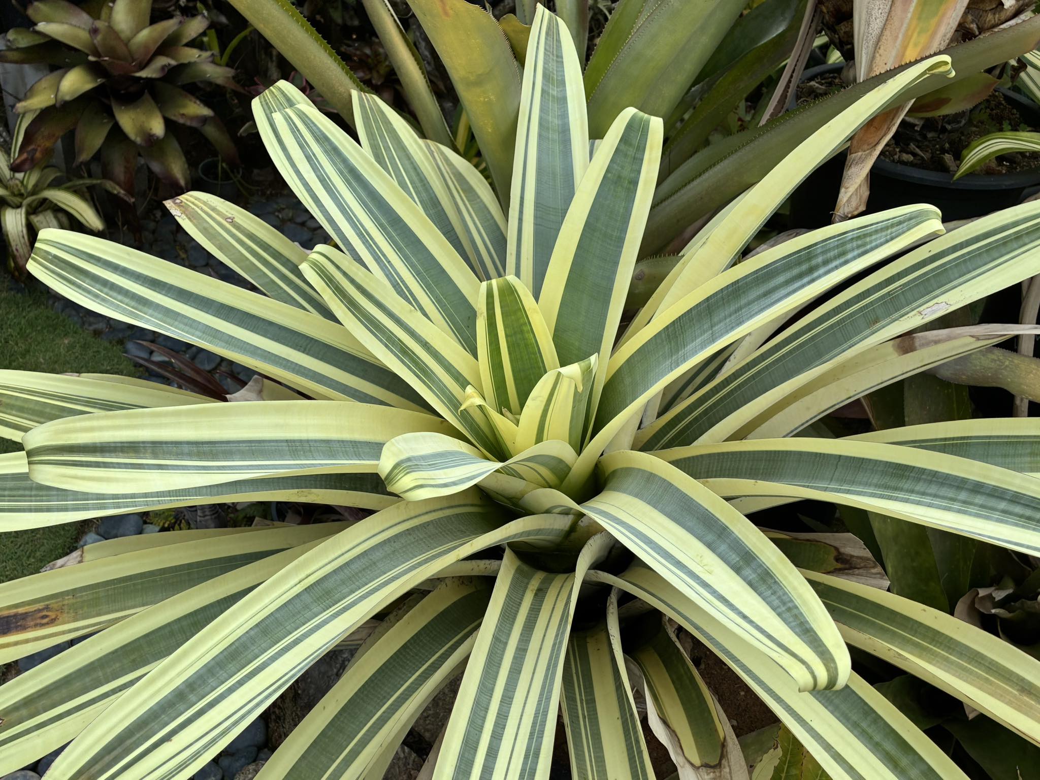 Hans - Billbergia El Zorro | Facebook