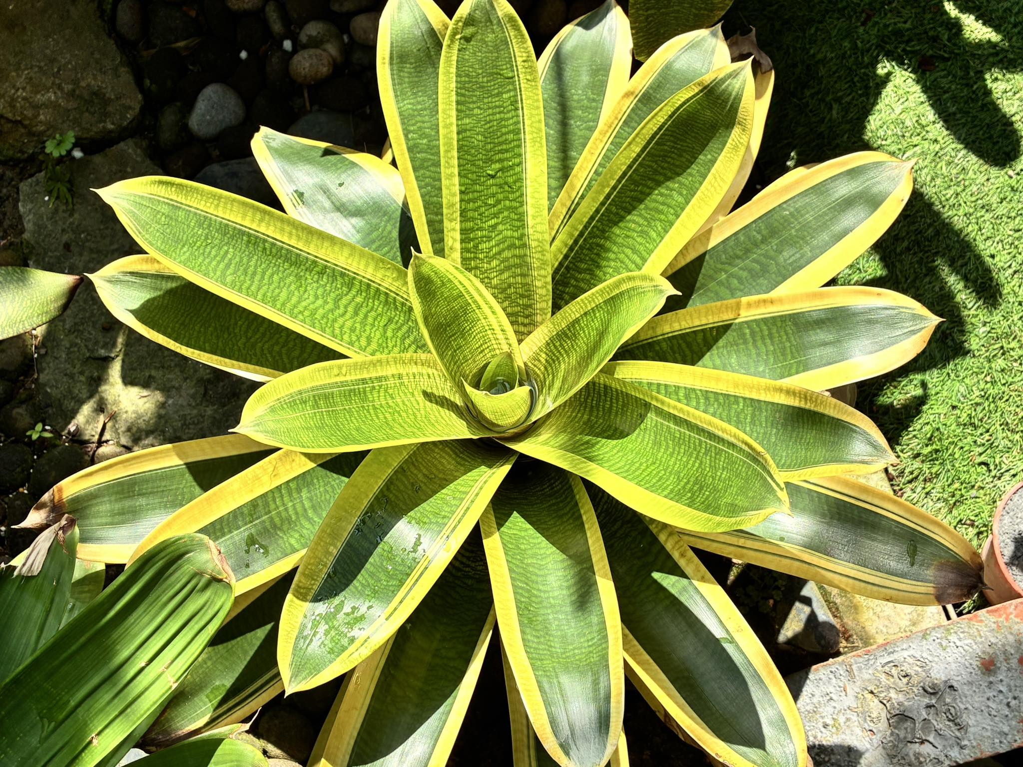 Hans - Billbergia El Zorro | Facebook